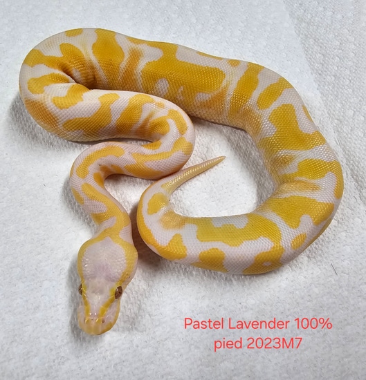 Male Pastel Lavender 100% Het Pied Ball Python by BrianPrize Reptiles