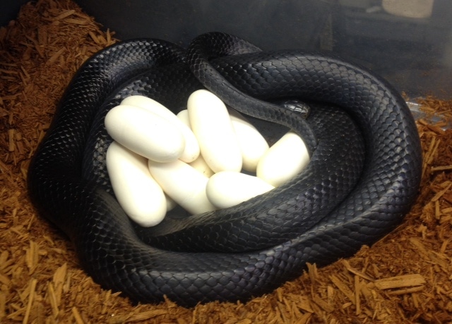 Beautiful view of King Snake Hatchlings Dietary Needs