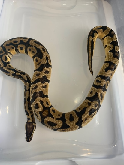 Super Pastel Ball Python by Herbert's Scales and Tails