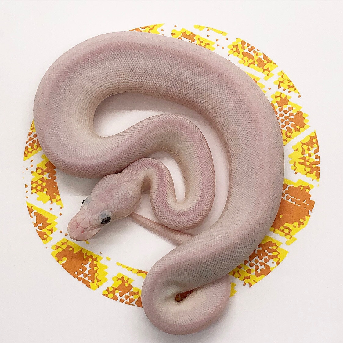 Super Lesser Spider BEL Ball Python by Rosebud Reptiles - MorphMarket