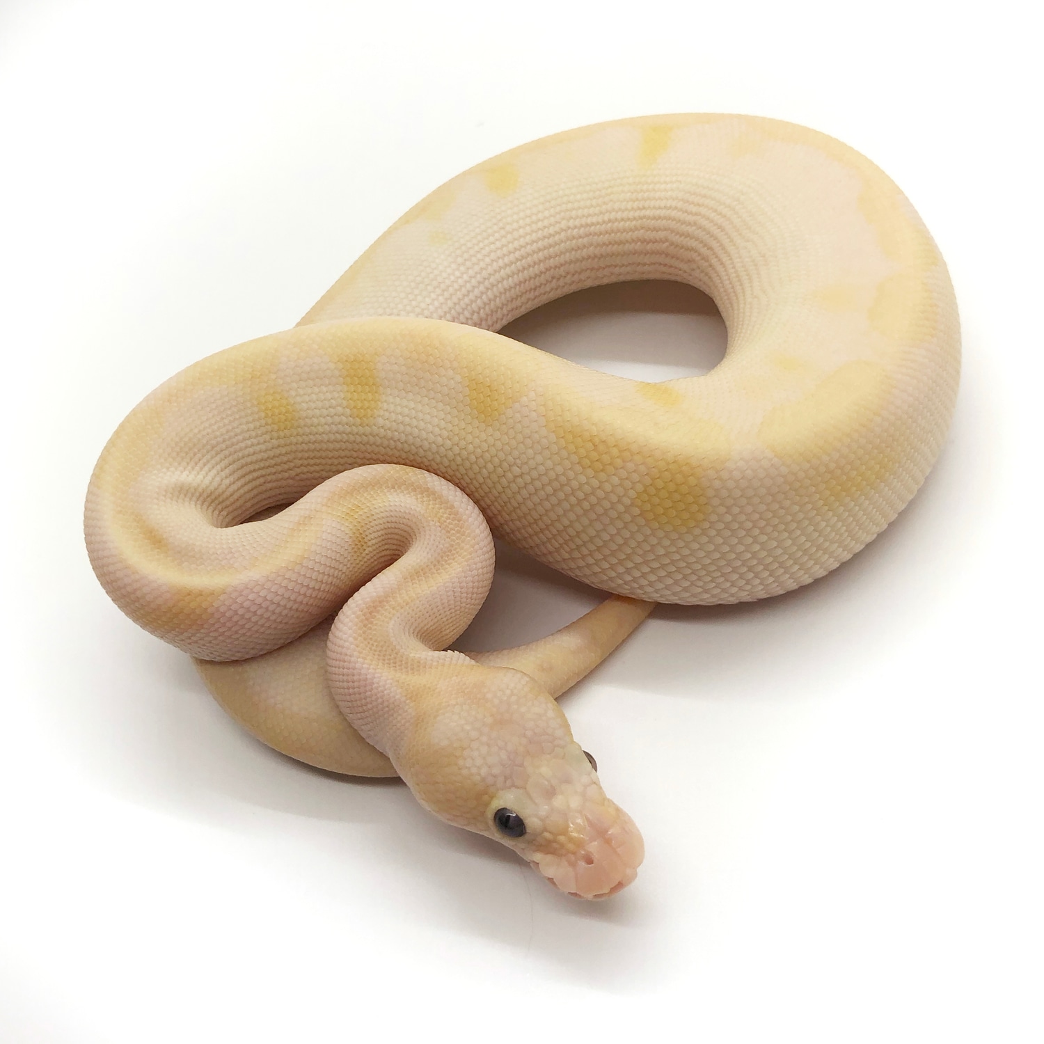 Banana Pastel Enchi Champagne Ball Python by Rosebud Reptiles MorphMarket