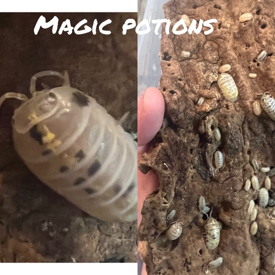 Magic Potion Isopod 10 Count by Base Reptiles