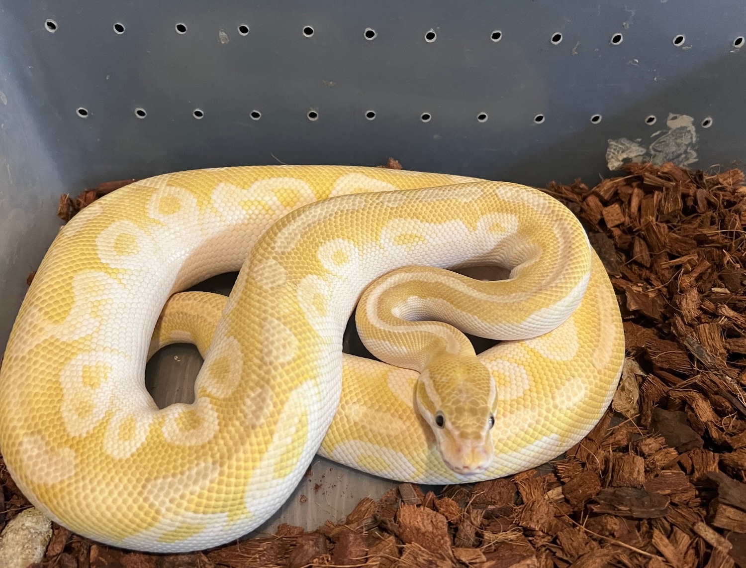 *SALE!* Pastel Crystal Special Ball Python by Base Reptiles MorphMarket