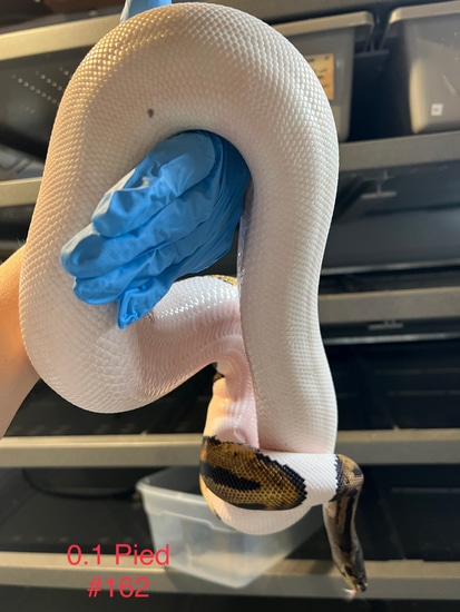 Adult Female Pied Ball Python by Base Reptiles