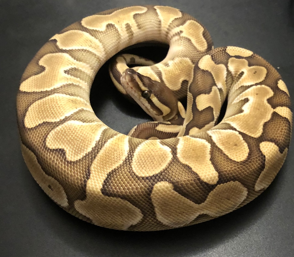 Scaleless Head 100% Het Albino Lesser Ball Python by Briscoe007 ...