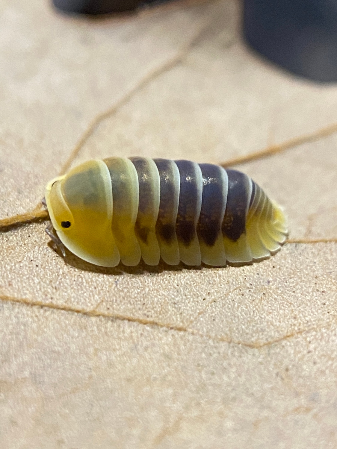 10c Cubaris “Jupiter” Isopod by Brisopods - MorphMarket