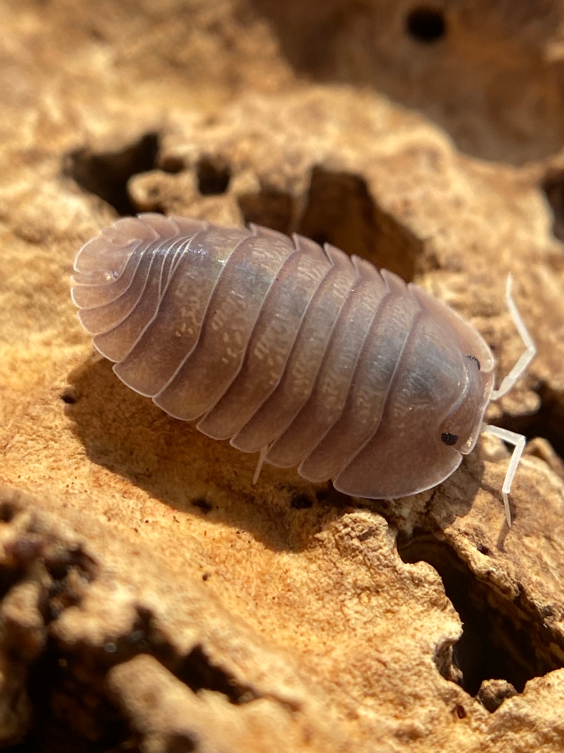 10c Troglodillo “Soil Isopod by Brisopods MorphMarket