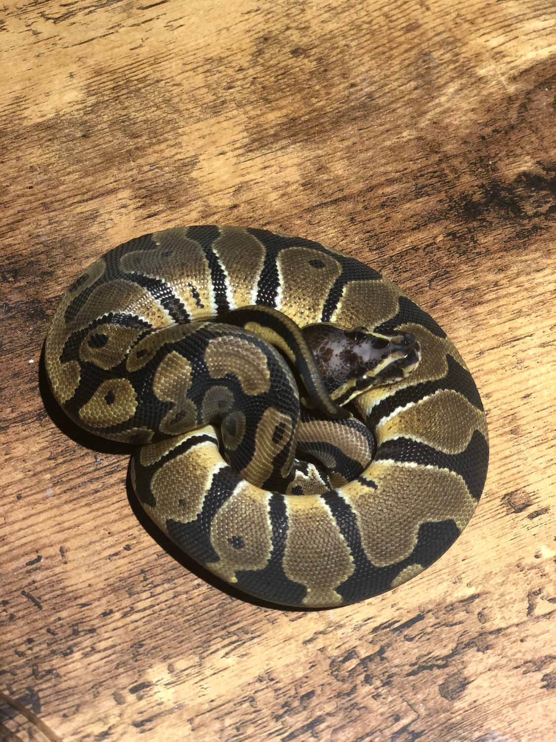 Scaleless Head Ball Python by Southern Roots Pythons - MorphMarket