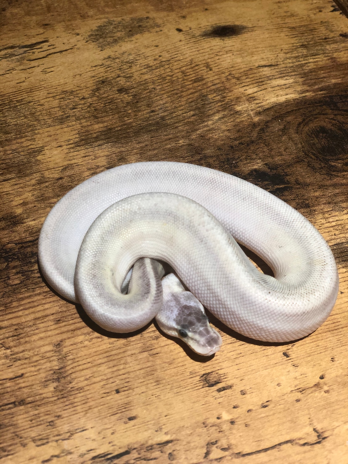 Super Pastel Lesser Cinnamon Bongo Ball Python by Southern Roots