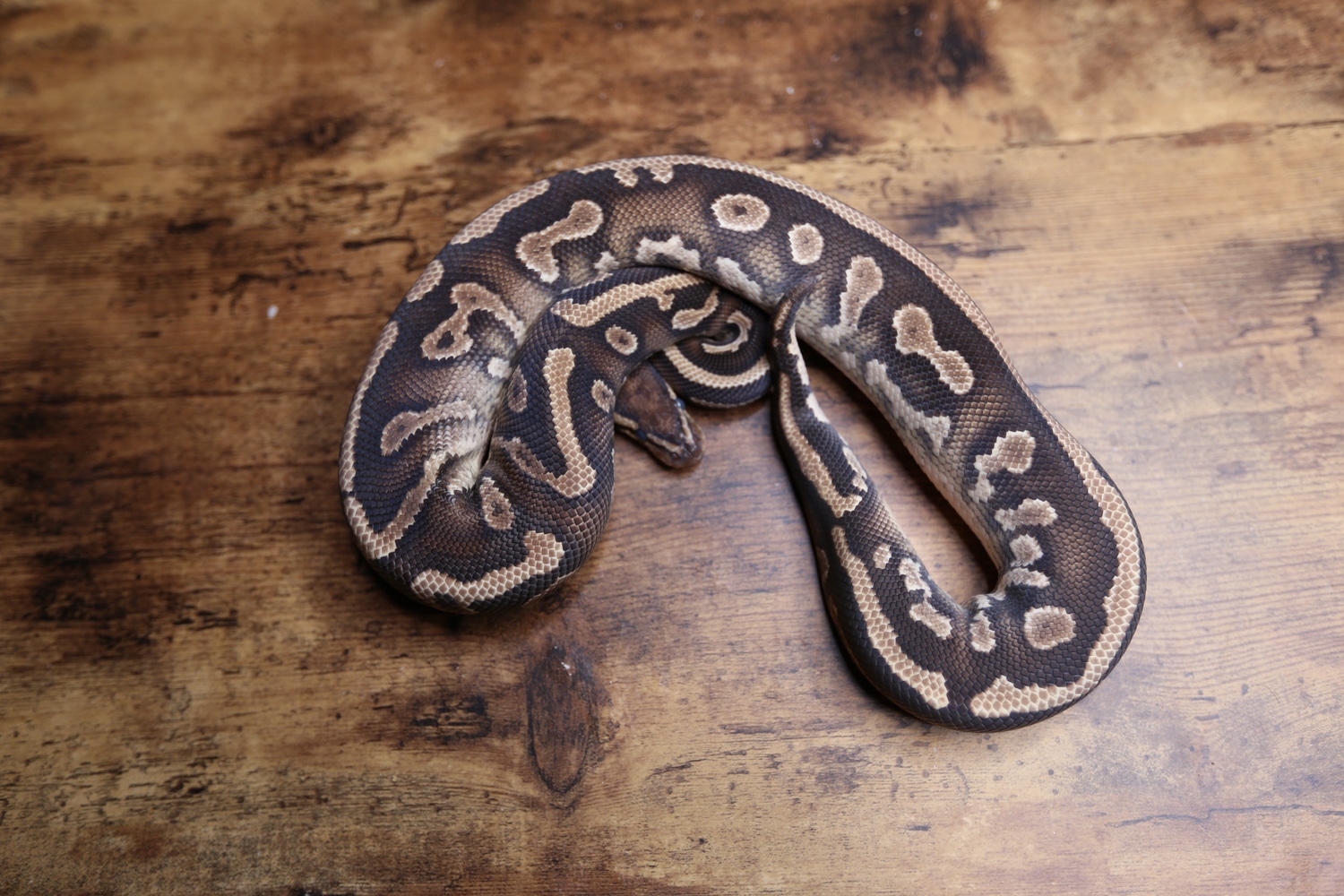 Mystic Yellowbelly Het Pied Ball Python by Southern Roots Pythons
