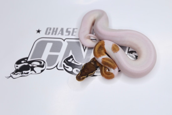 Mystic Pied Ball Python by Southern Roots Pythons