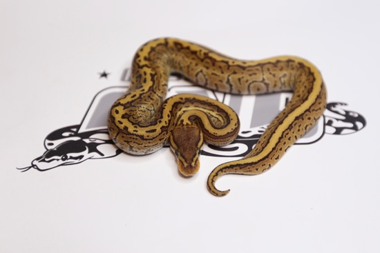 Pinstripe Trick Poss Mocha Ball Python by Southern Roots Pythons