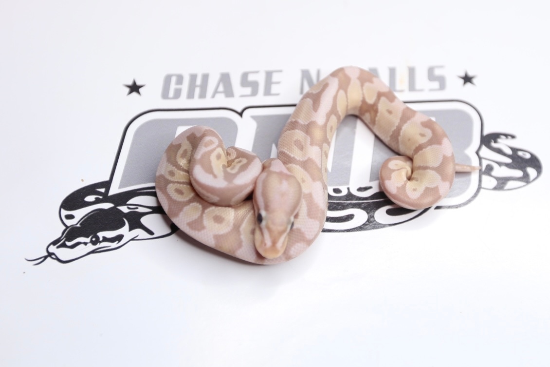 Banana Vpi Axanthic Ball Python by Southern Roots Pythons MorphMarket