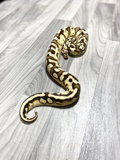 GeneX Yellowbelly Fire Het Pied Ball Python by Southern Roots Pythons