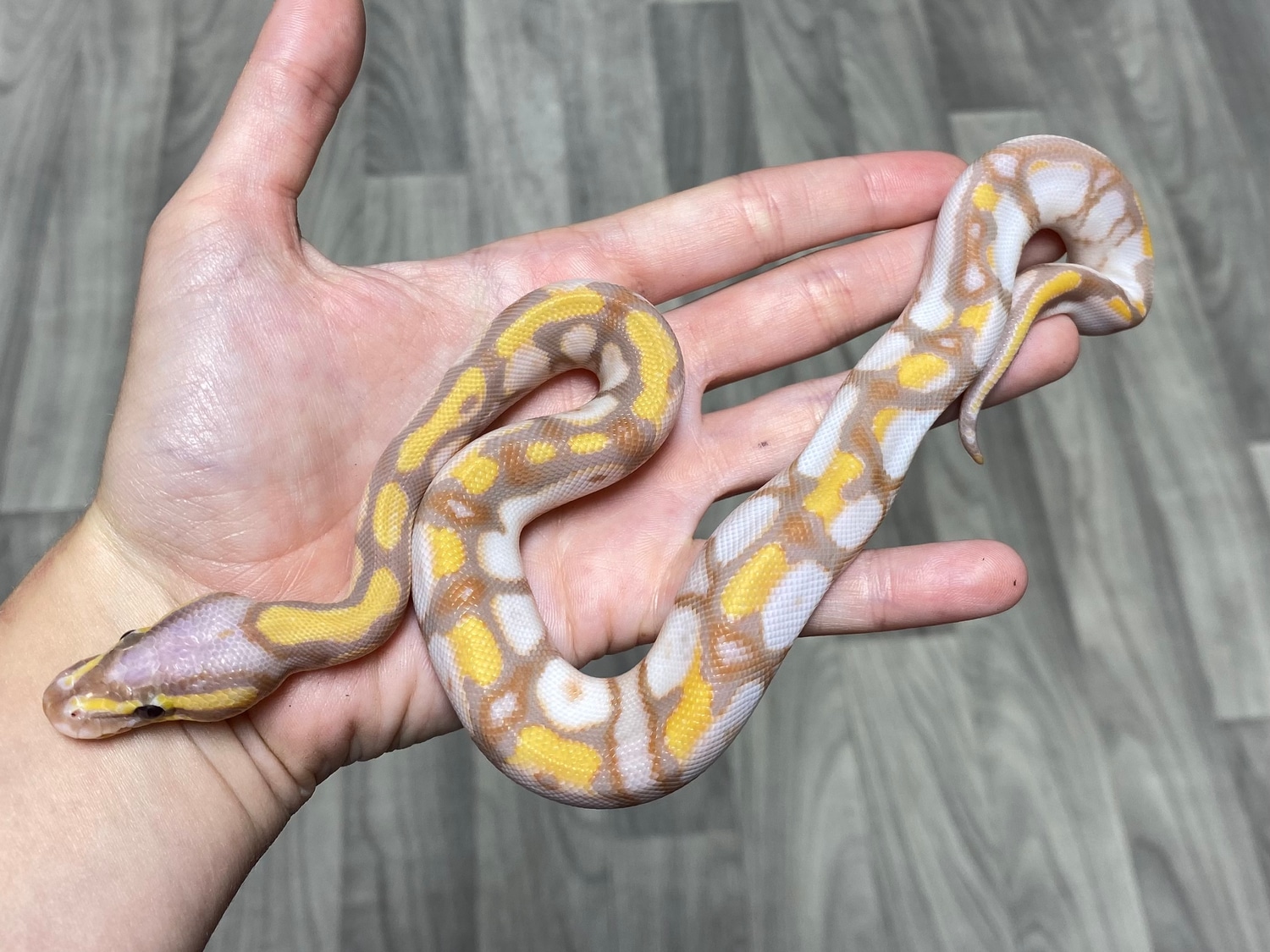 Banana Enchi Calico HGW Ball Python by Southern Roots Pythons MorphMarket