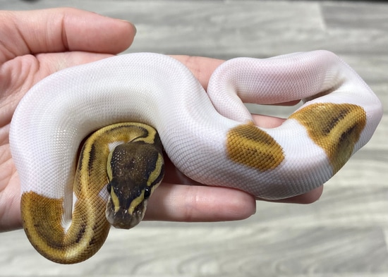 Mystic Pied Ball Python by Southern Roots Pythons