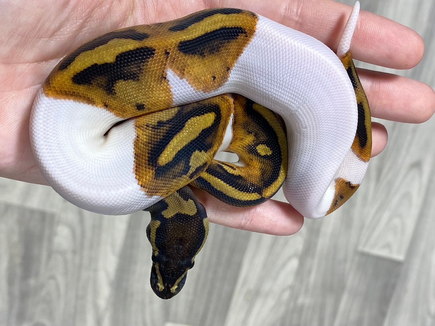 Pied Ball Python by Southern Roots Pythons MorphMarket