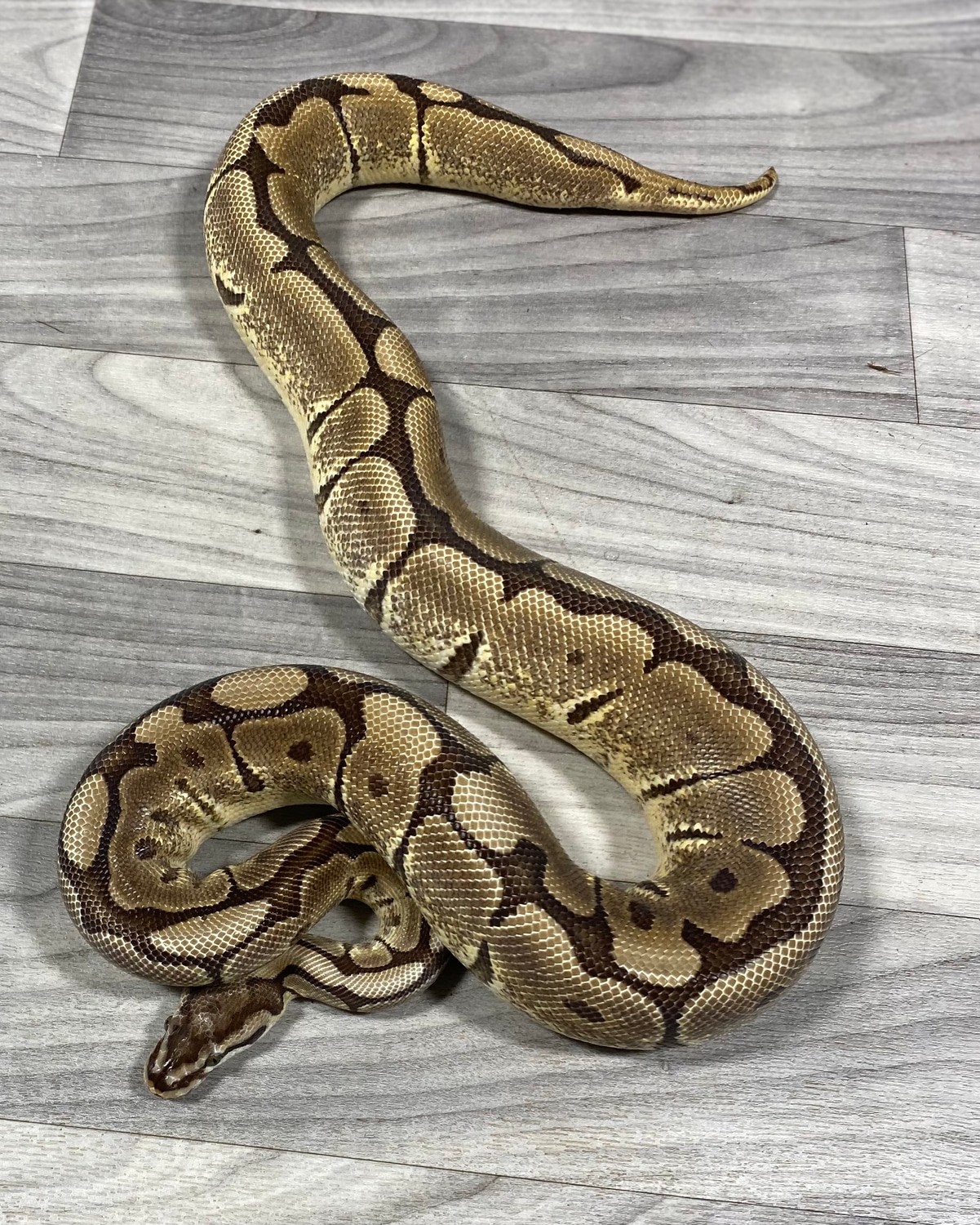 Mojave Spider Ball Python by Southern Roots Pythons - MorphMarket