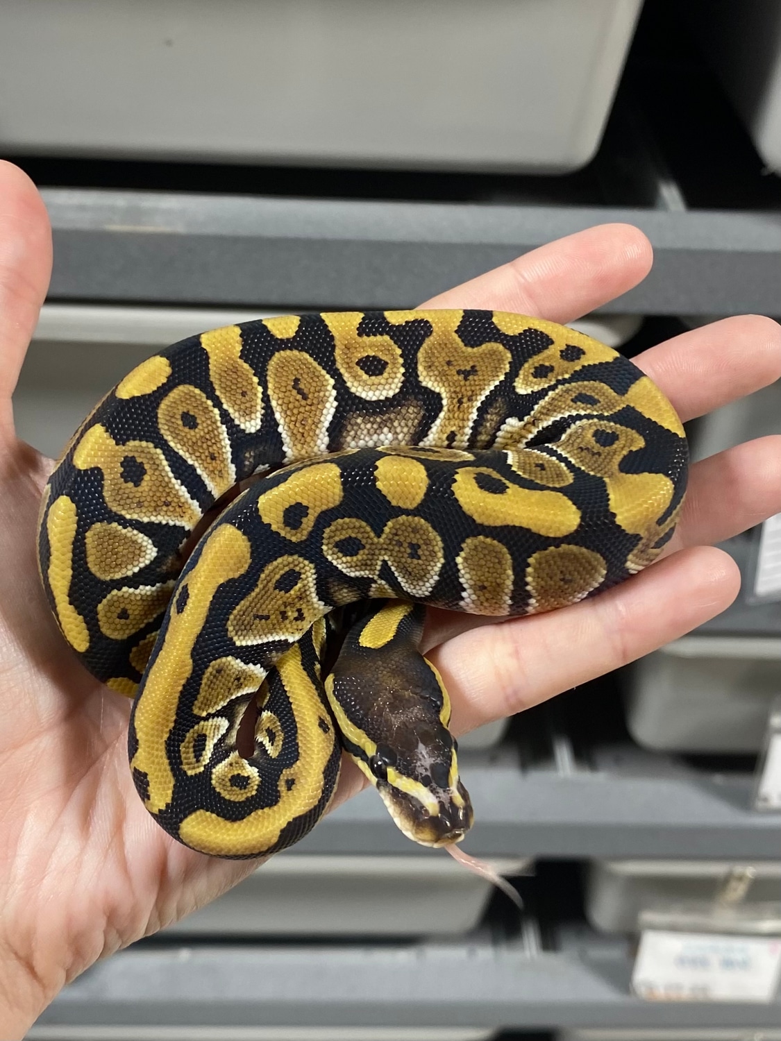 Mystic Scaleless Head Ball Python by Southern Roots Pythons - MorphMarket