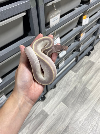 Super Mystic Ball Python by Southern Roots Pythons