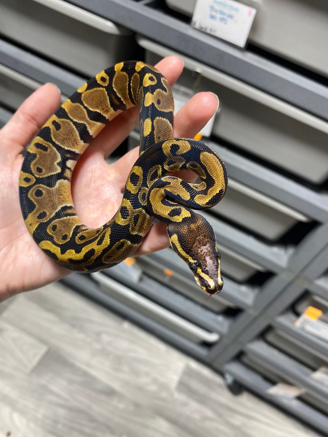 Enchi Scaleless Head Ball Python by Southern Roots Pythons - MorphMarket