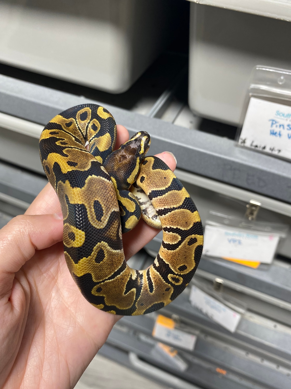 Enchi Scaleless Head Ball Python by Southern Roots Pythons - MorphMarket