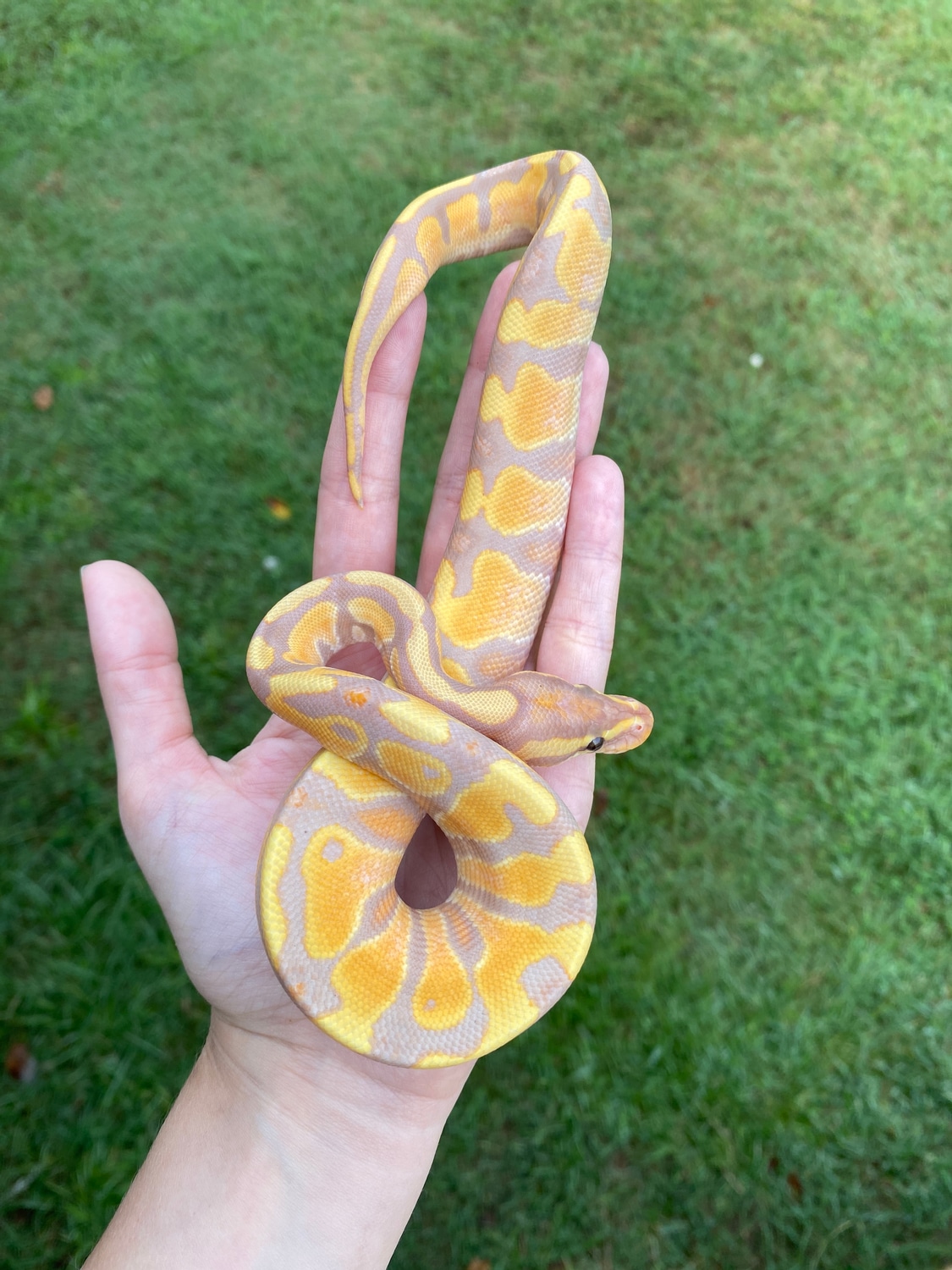 Banana Enchi Yellowbelly Ball Python by Southern Roots Pythons