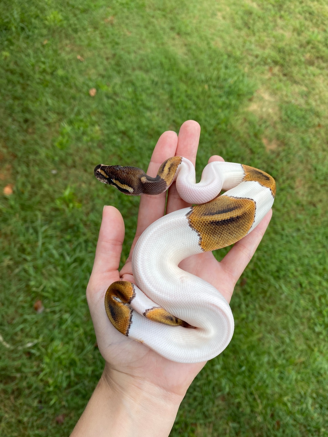 Mystic Blackhead Pied Ball Python by Southern Roots Pythons - MorphMarket