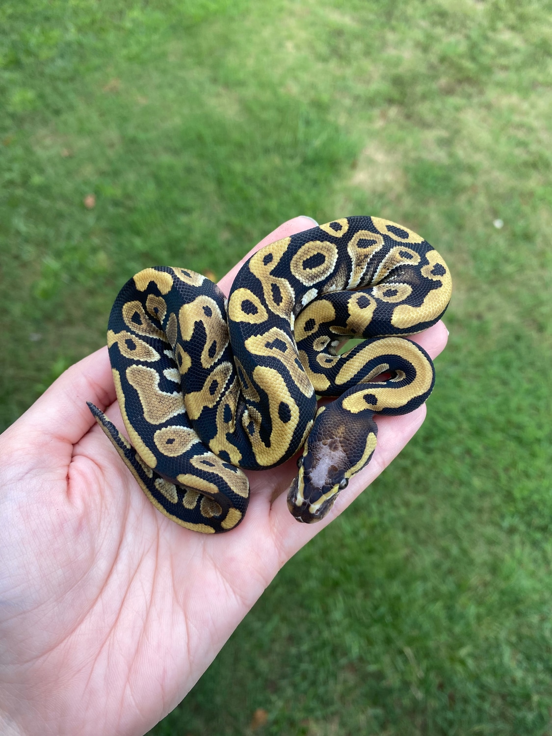 Mystic Pastel Scaleless Head Ball Python by Southern Roots Pythons ...