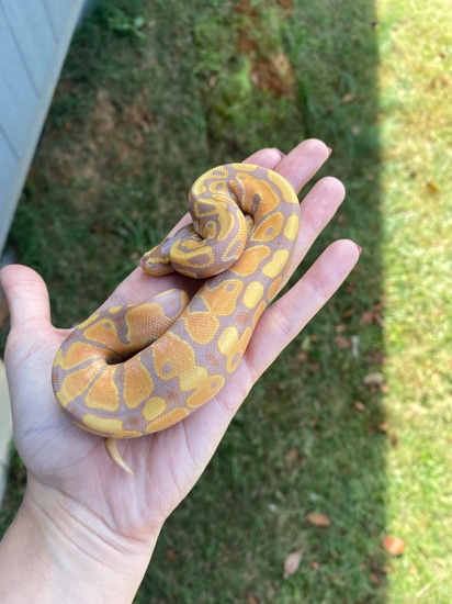 Banana Het Pied Ball Python by Southern Roots Pythons