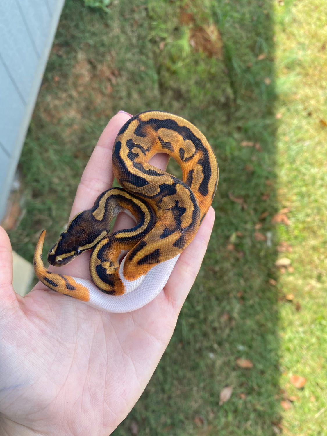 Pied Ball Python by Southern Roots Pythons - MorphMarket