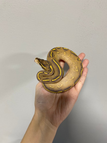 Highway Ball Python by Southern Roots Pythons