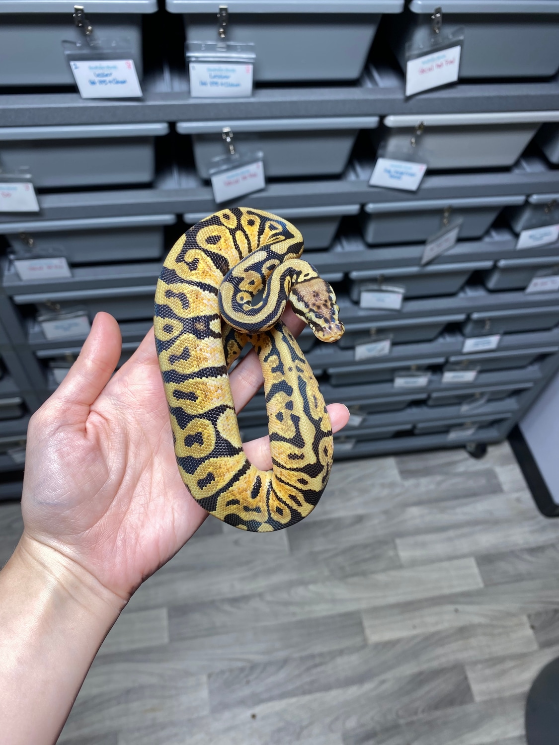 Pastel Spotnose Het Pied Ball Python by Southern Roots Pythons ...