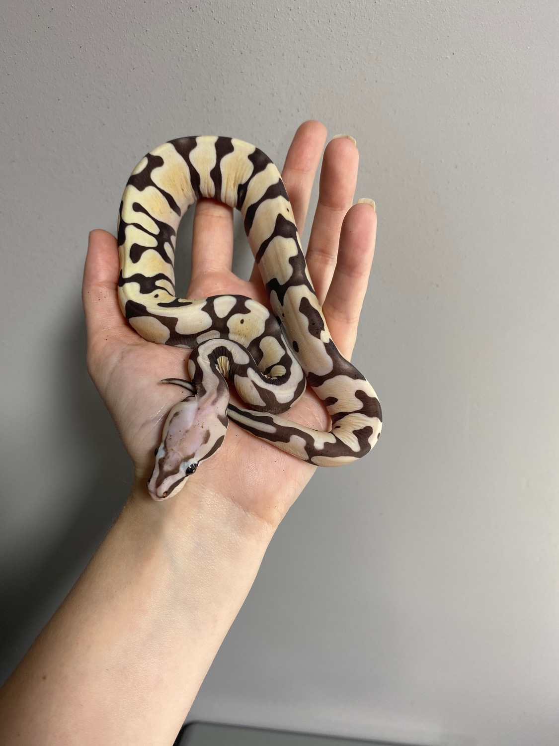 Normal Scaleless Ball Python by Southern Roots Pythons - MorphMarket