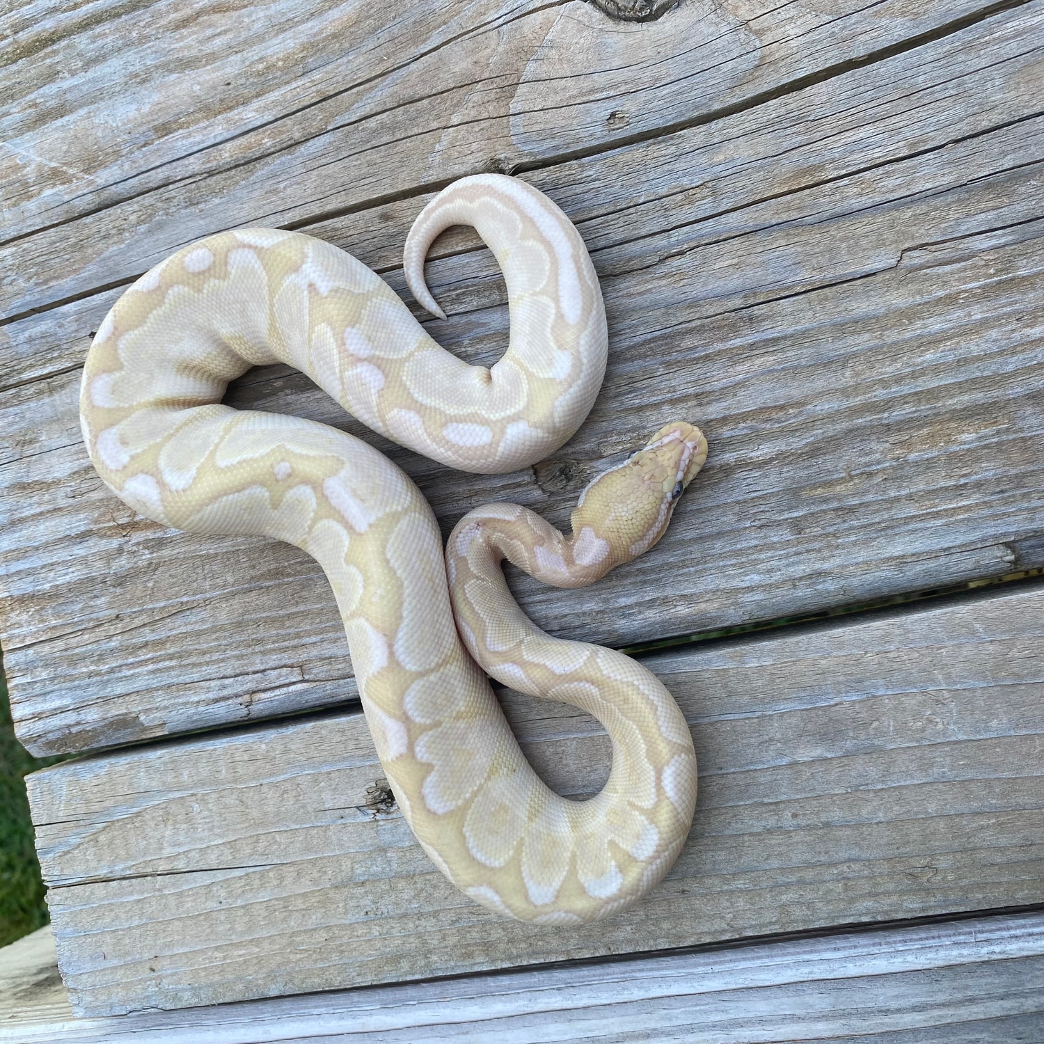 Bamboo Banana VPI Axanthic Ball Python by Southern Roots Pythons ...