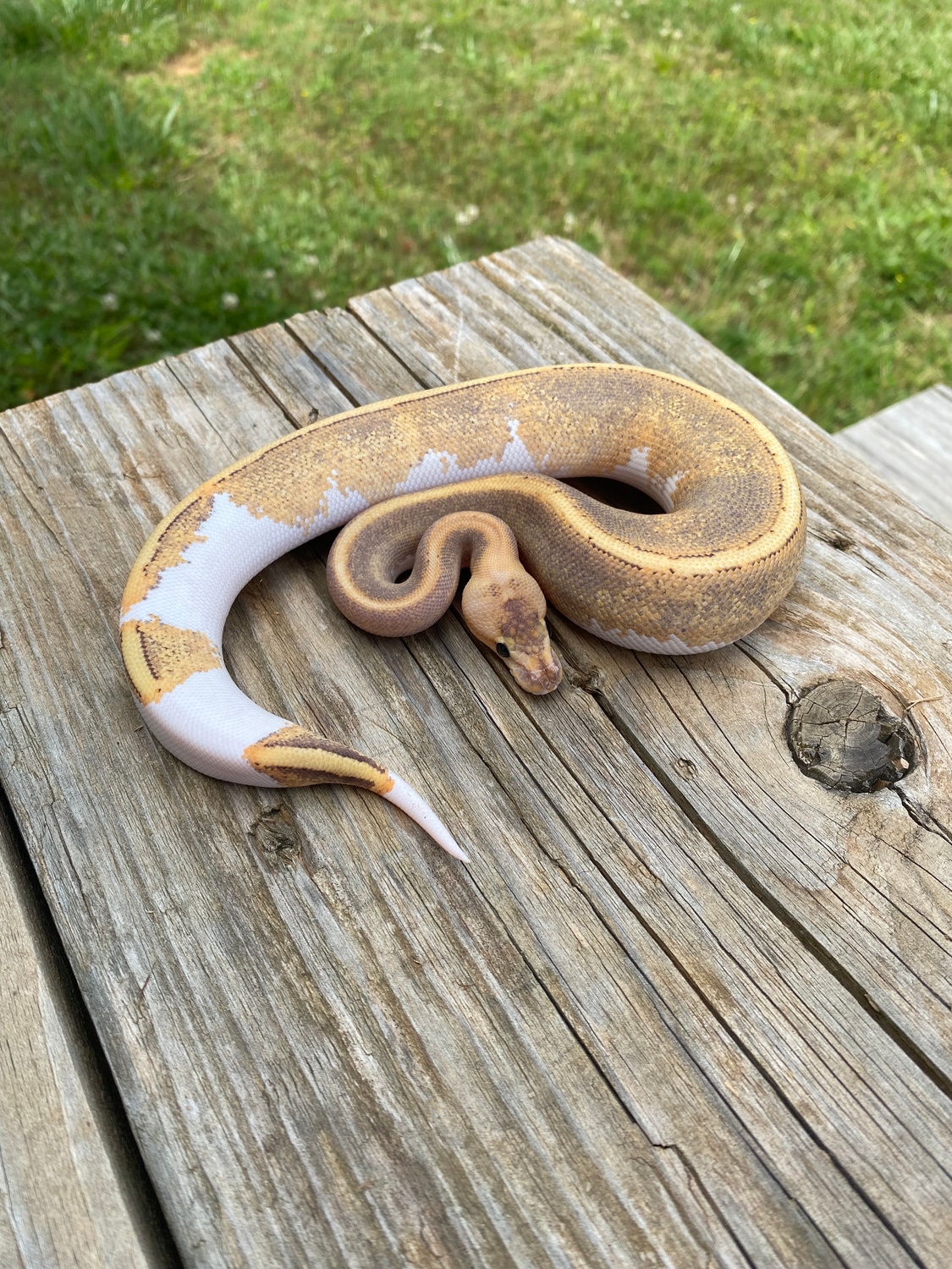 Champagne Super Stripe Ball Python by Southern Roots Pythons - MorphMarket