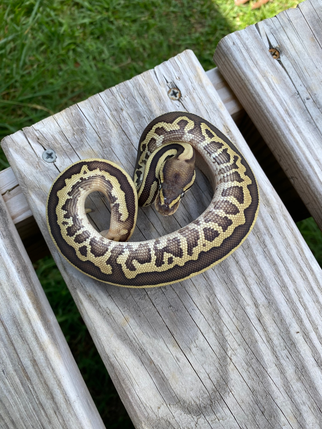 Leopard Lesser Cinnamon Fire Blade Het Clown Ball Python by Southern ...