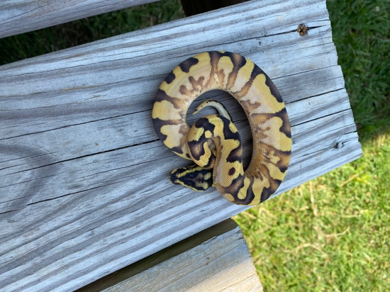 Enchi Calico Orangedream Yellowbelly Ball Python by Southern Roots Pythons