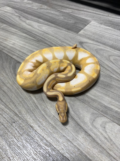 Banana Calico Enchi Ball Python by Southern Roots Pythons