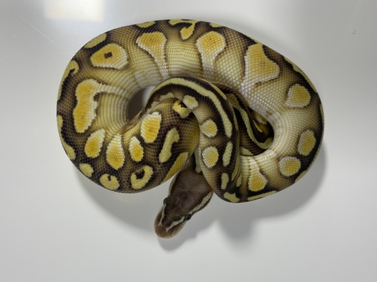 Pastel Butter Het Hypo Ball Python by Southern Roots Pythons