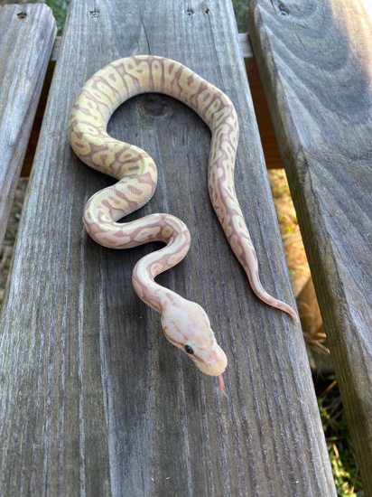Banana HGW Pastel DBL Het Clown Het VPI Axanthic Ball Python by ...