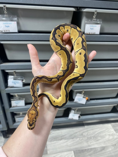 Clown Ball Python by Southern Roots Pythons