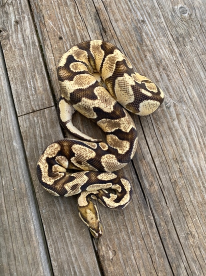 Orange Dream Vanilla Yellowbelly Ball Python by Southern Roots Pythons