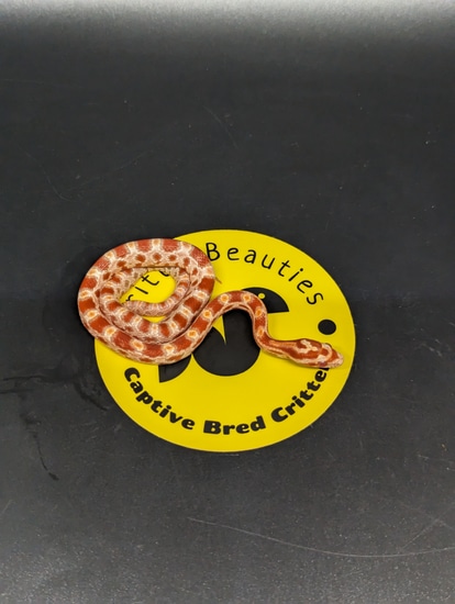 Amel Poss Het Stripe Corn Snake by Britt's Beauties