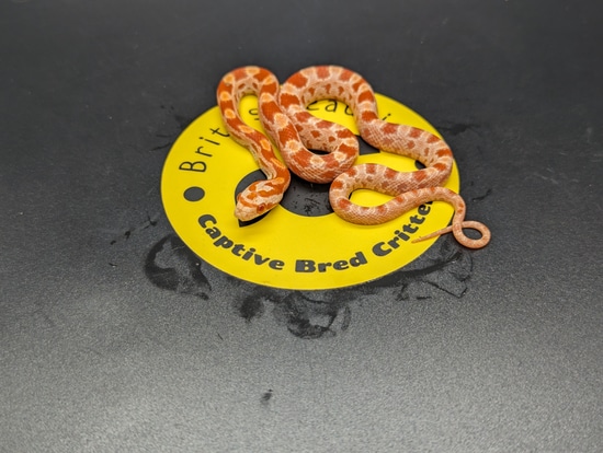 Amel Poss Het Stripe Corn Snake by Britt's Beauties