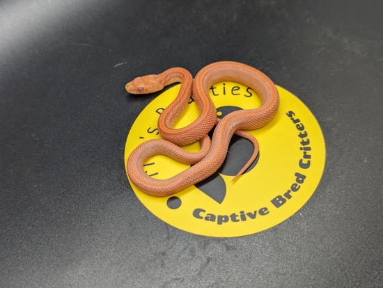 Amel Stripe Tessera Corn Snake by Britt's Beauties