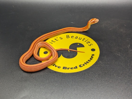 Amel Stripe Corn Snake by Britt's Beauties
