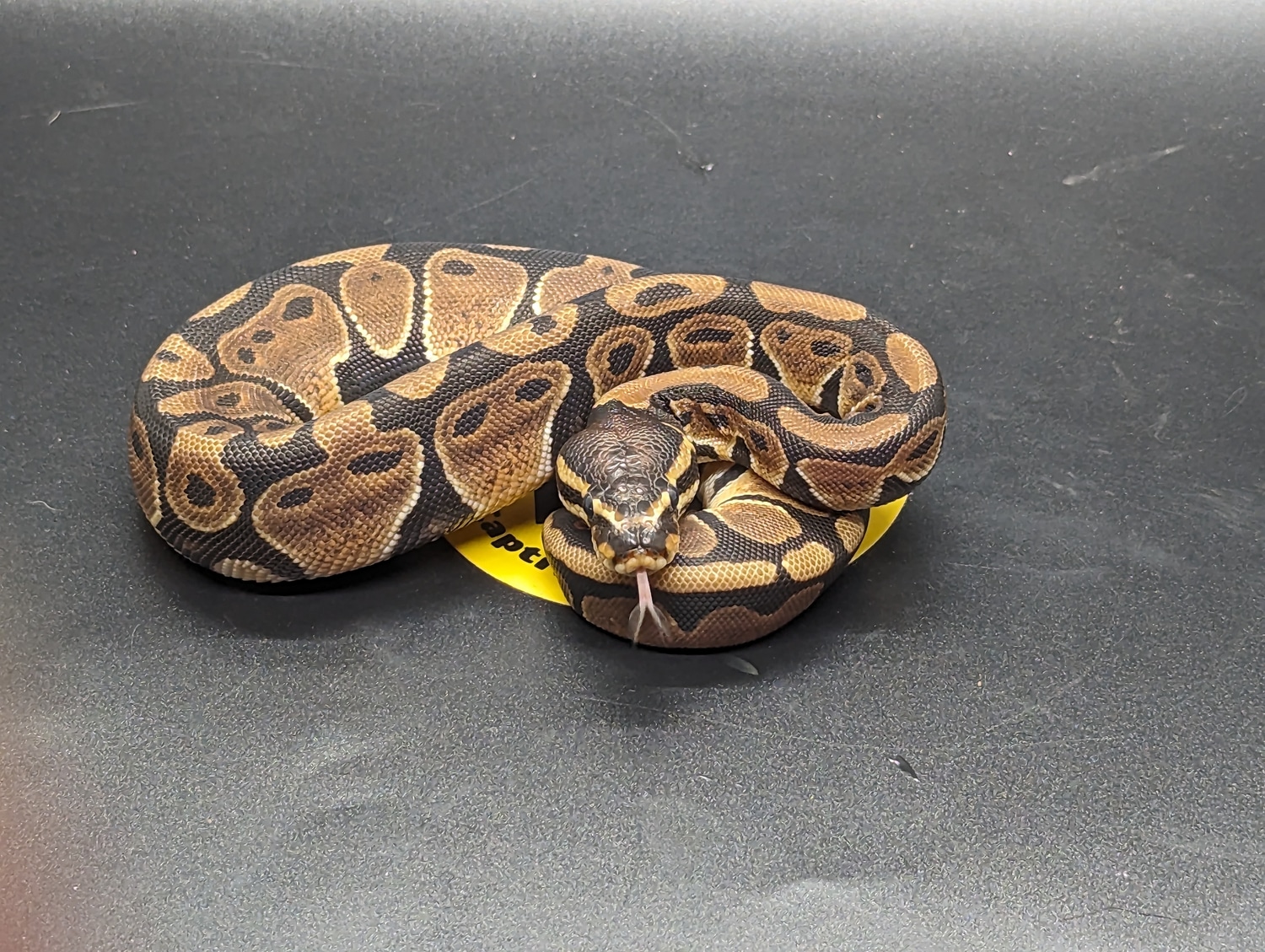 Normal Ball Python by Britt's Beauties - MorphMarket