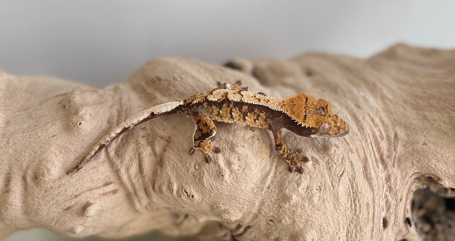 Tri Color Crested Gecko by Black Diamond Geckos MorphMarket