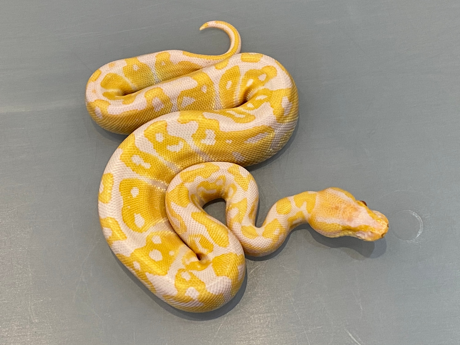 Woma Candy Ball Python by Brock Wagner Reptiles MorphMarket